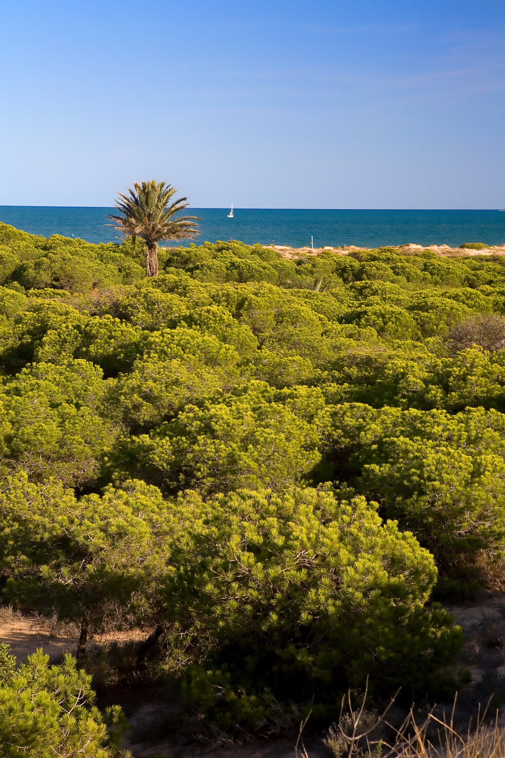 Zona de pinada junto a la playa