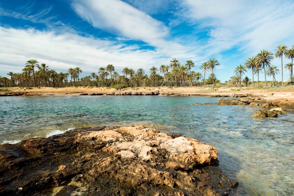 Palmeral junto a la orilla de Cala Ferris en Torrevieja