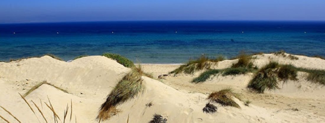 Caminos forestales bajo la pinada en el Parque Alfonso XIII