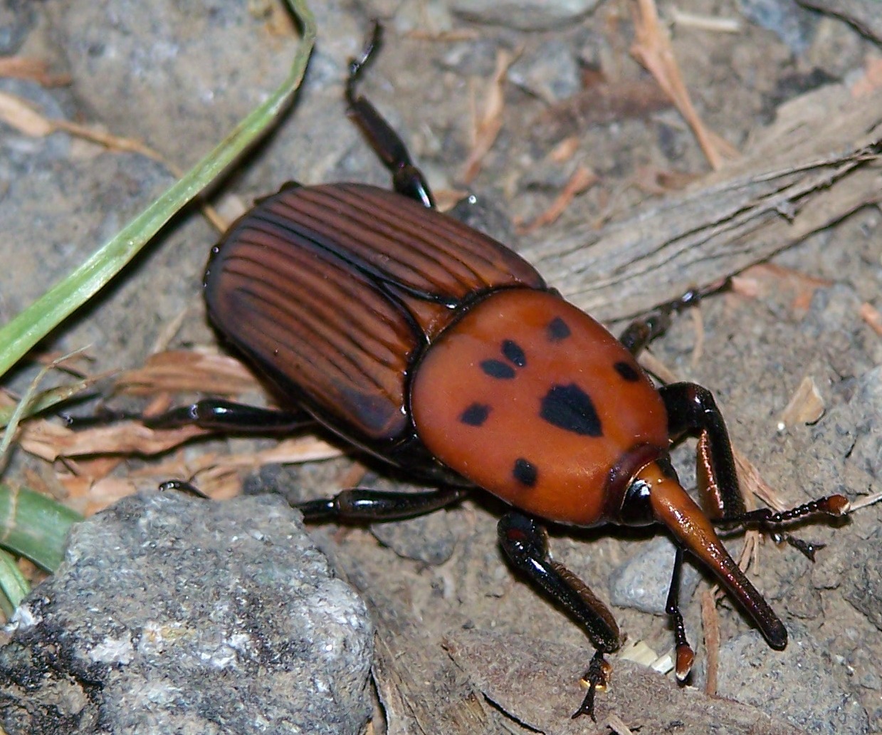 Tratamiento contra el picudo rojo en Orihuela