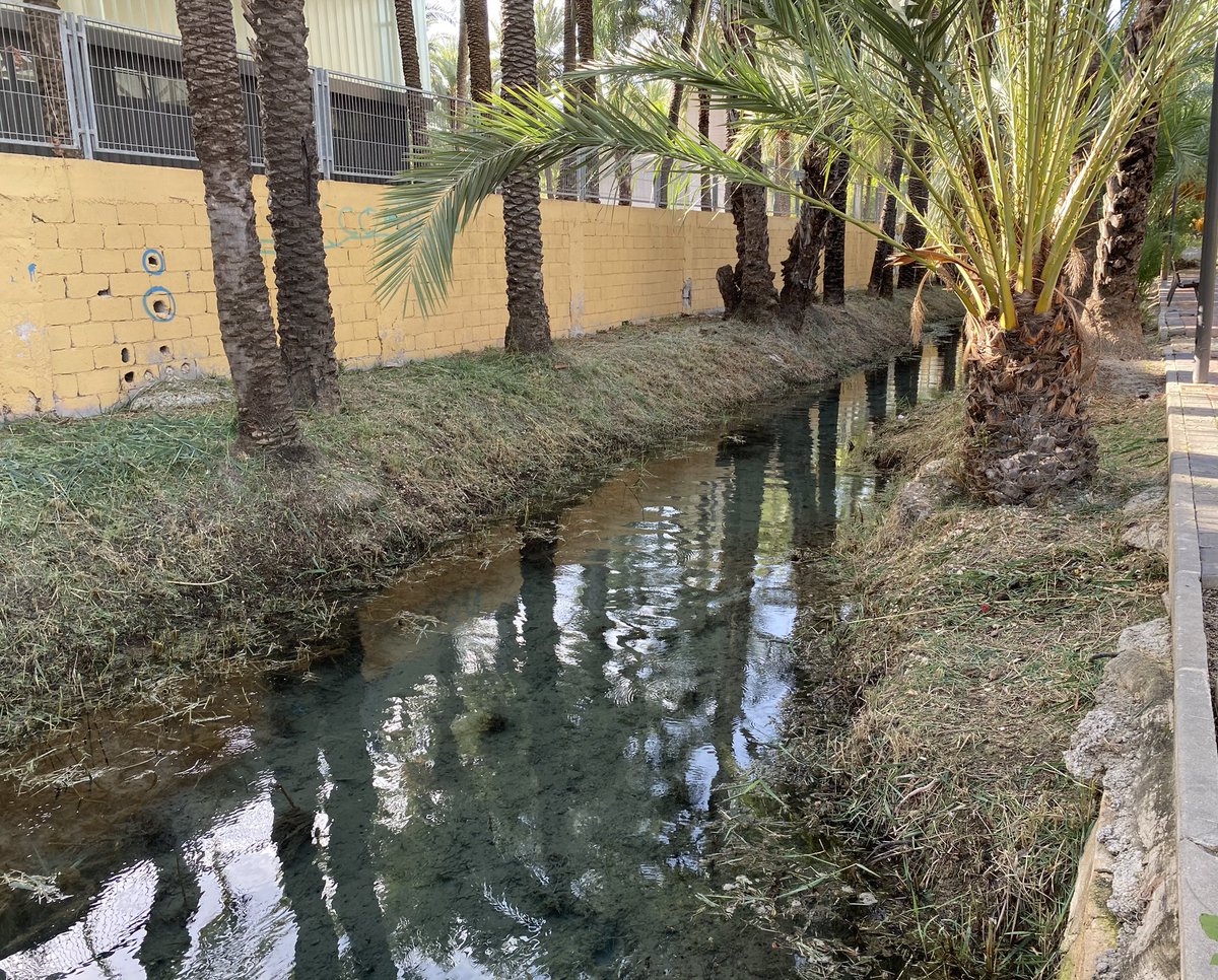 Acequia atravesando el palmeral