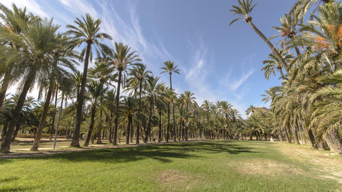 Vista aérea del Palmeral de San Antón y la Sierra de Orihuela